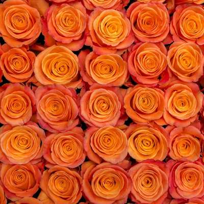 Orange Roses from Marion Flower Shop in Marion, OH